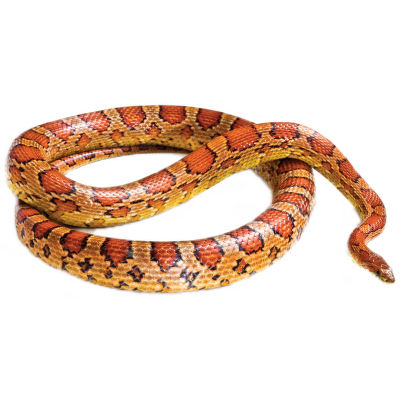 Užovka červená - Pantherophis guttatus