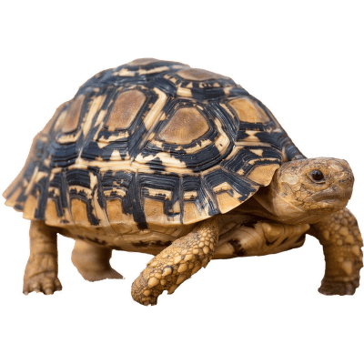 Želva pardálí - Stigmochelys pardalis