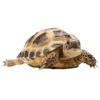Želva stepní - Testudo horsfieldii
