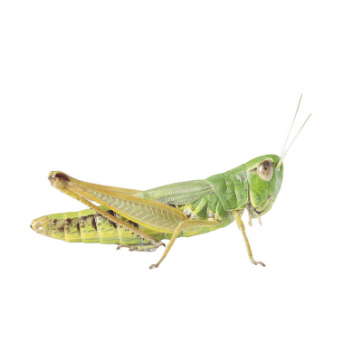 Saranče stěhovavá - Locusta migratoria krabička