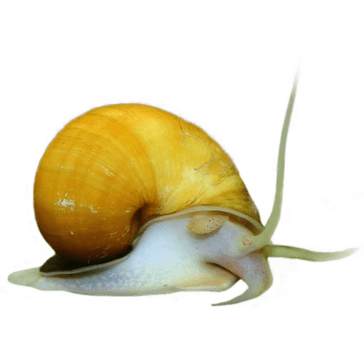 Ampulárka argentinská - Ampullaria australis