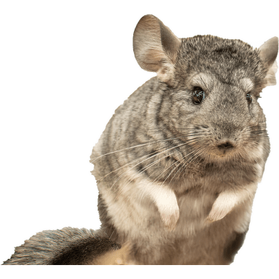 Činčila vlnatá - Chinchilla lanigera