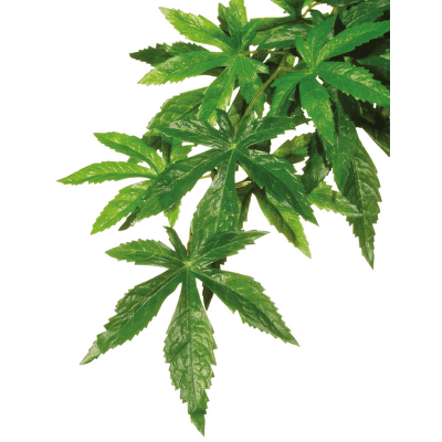 Rostlina EXO TERRA Abuliton malá 40 cm