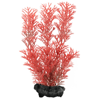 Rostlina Tetra Foxtail Red S 15cm