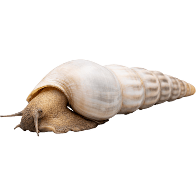 Šnek Brotia Herculea – Brotia Herculea