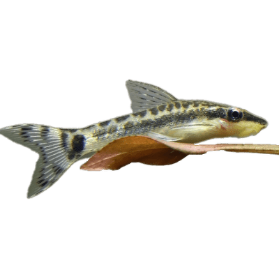 Krunýřovec jednopruhý - Otocinclus affinis