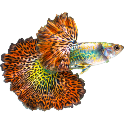 Paví očko - Poecillia reticulata var. color