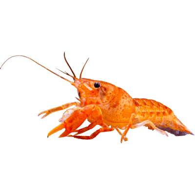 Rak mexický zakrslý – Cambarellus patzcuarensis Orange