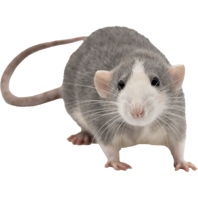 Potkan Dumbo - Rattus norvegicus