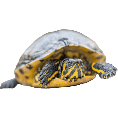 Korytnačka vodná - Pseudemys concinna floridana peninsularis