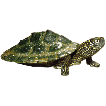 Želva mapová - Graptemys pseudogeographica kohnii