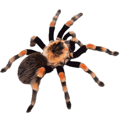 Sklípkan Smithův - Brachypelma hamorii