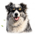 Brýle M-Pets Trailblazer pro psy