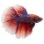 Bojovnica pestrá samec - Betta splendens male