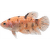 Bojovnica pestrá samica - Betta splendens special