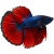 Bojovnica pestrá samec Colour - Betta splendens Colour