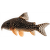 Pancierniček Sterbov – Corydoras sterbai