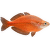 Duhovka lososová – Glossolepis incisus