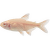 Tetra kosočtverečná albín – Hemigrammus caudovittatus albin