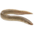Hrotočelec – Mastacembelus sp.
