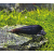 Piskořka černá - Faunus snail