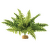 Rostlina EXO TERRA Boston Fern střední