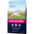 Barība kucēniem – Eukanuba Puppy Small Breed, 2 kg