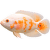 Cichlida pávia albín - Astronotus ocellatus albino