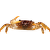 Krab panter – Parathelphusa panterina