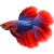 Bojovnica pestrá samec Colour - Betta splendens Colour