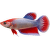 Bojovnica pestrá samica - Betta splendens Colour