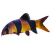 MRENKA NÁDHERNÁ L – Chromobotia macracanthus