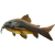 Pancéřníček venezuelský - Corydoras Black venezuela