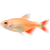 Tetra kosočtverečná albín – Hemigrammus caudovittatus albin