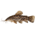 Pancéřníček kropenatý XL - Hoplosternum thoracatum