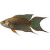 Rájovec dlouhoploutvý – Macropodus opercularis Colour