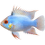 Cichlidka Ramirezova Colour – Mikrogeophagus ramirezi Colour