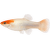 Paví očko Special samec – Poecilia reticulata Special
