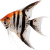 Skalár amazonský – Pterophyllum scalare Special