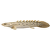 Bichir senegalský – Polypterus senegalus