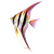 Skalár vysoký XL – Pterophyllum altum XL