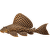 Krunýřovec velkoploutvý XL – Pterygoplichthys gibbiceps XL
