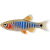 Razbora barmská – Microrasbora erythromicron