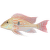 Perleťovka – Geophagus sp.