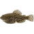 Sevelia pruhovaná – Sewellia lineolata