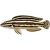 Africká cichlida Tanganika M
