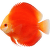 Terčovec M – Symphysodon M
