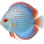 Diskus XL – Symphysodon XL