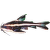 Tŕňovec bielopruhý - Platydoras costatus