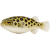 Štvorzubec zelený – Tetraodon nigroviridis